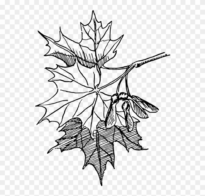 Sugar Maple Maple Leaf Drawing Line Art Autumn Leaf - Sugar Maple Maple Leaf Drawing Line Art Autumn Leaf #1535758