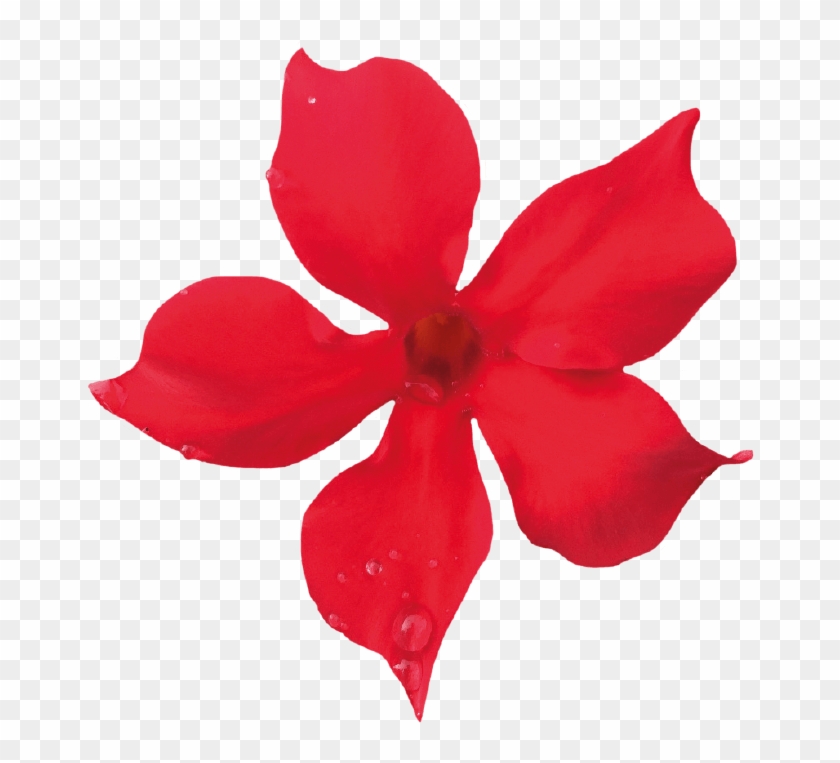 Sundaville Mini Scarlet - Sundaville Mini Scarlet #1536186