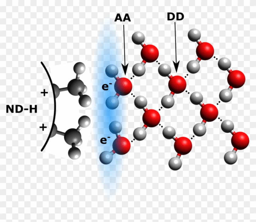 Schematic View Of Proposed Hydrogen Bonding Between - Schematic View Of Proposed Hydrogen Bonding Between #1536280
