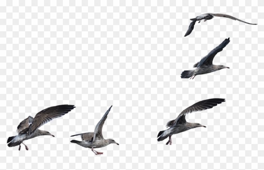 Sea Bird Clipart Seagal - Sea Bird Clipart Seagal #1536590