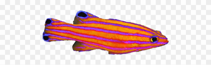 Candy Basslet - Candy Basslet #1536776