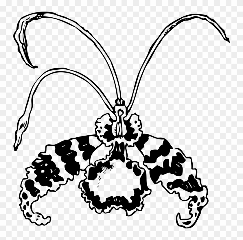 Encyclia Drawing Plants Flowering Plant Orchid Mantis - Encyclia Drawing Plants Flowering Plant Orchid Mantis #1541811