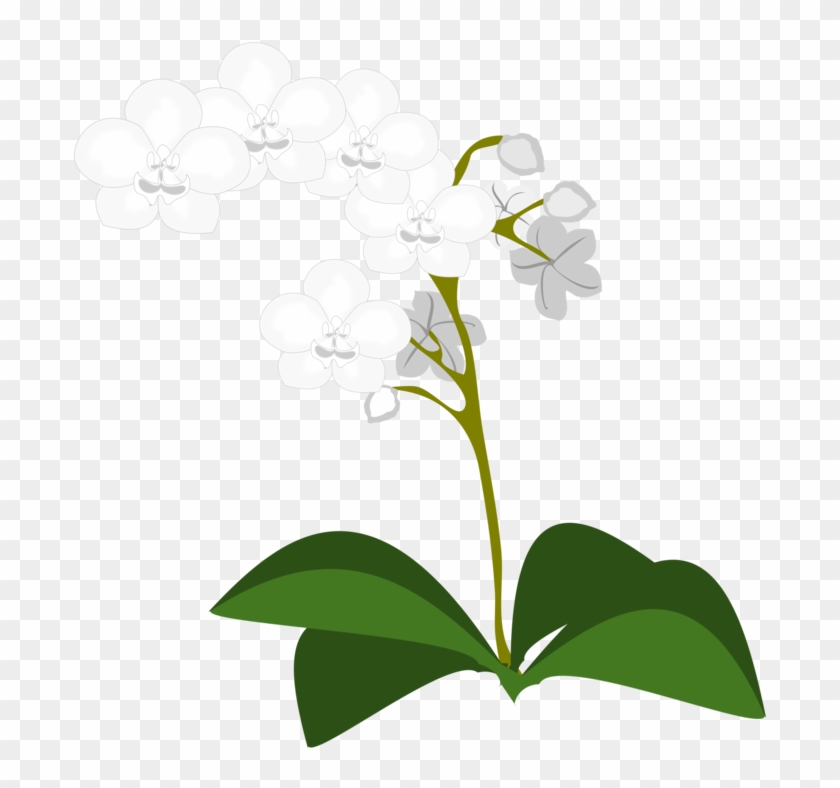 Orchid Clipart Green Orchid - Orchid Clipart Green Orchid #1541818
