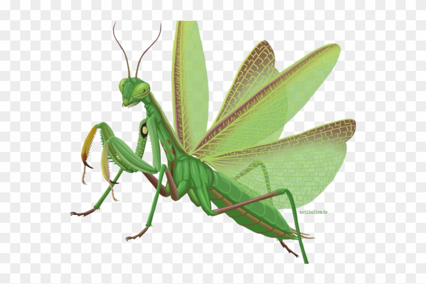 Mantis Clipart Grasshopper - Mantis Clipart Grasshopper #1544182