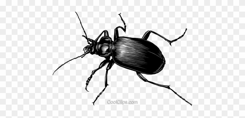 Beetle Royalty Free Vector Clip Art Illustration - Beetle Royalty Free Vector Clip Art Illustration #1544203