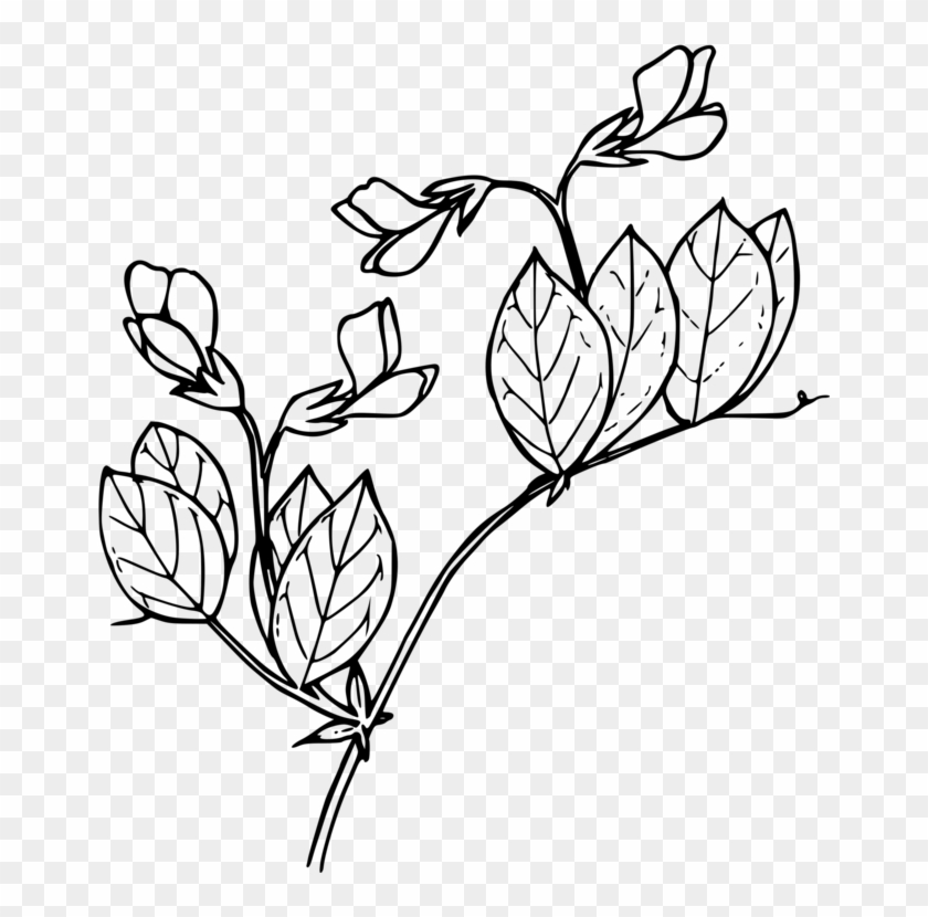 Peas Drawing Black And White - Peas Drawing Black And White #1547600
