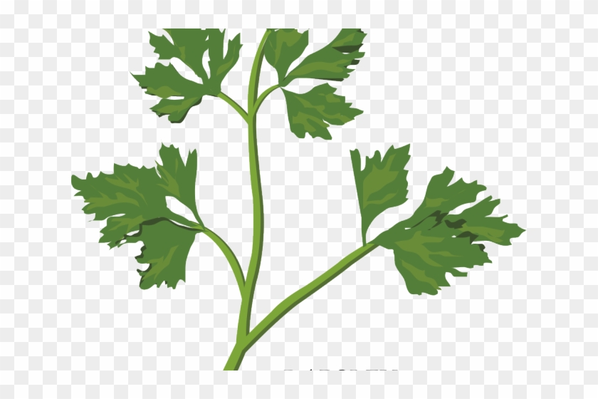 Herbs Clipart Coriander Plant - Herbs Clipart Coriander Plant #1548339