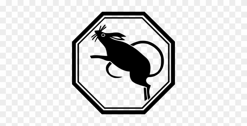 Rat - Rat #1549271