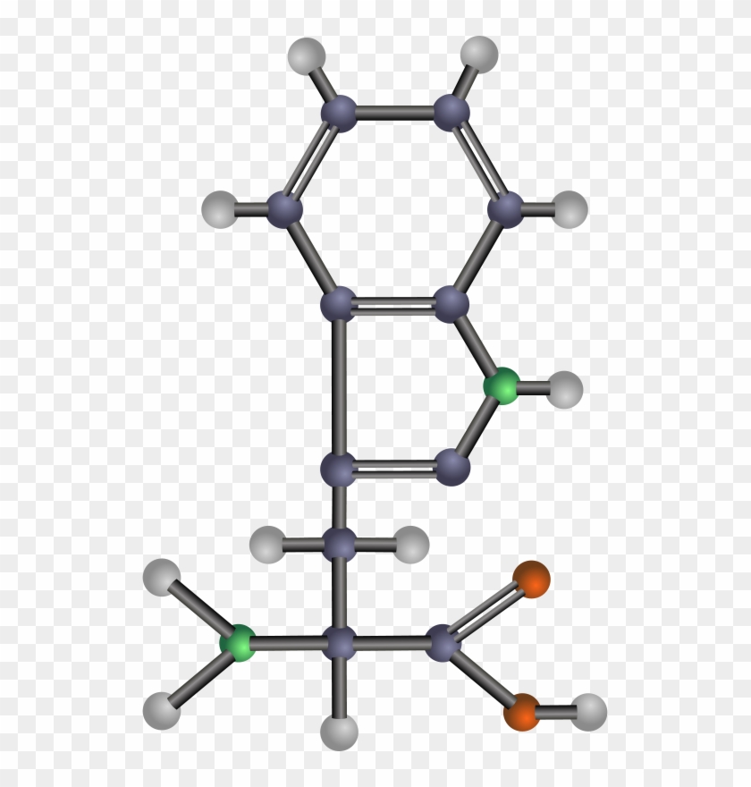 Tryptophan Clip Art - Tryptophan Clip Art #1550778
