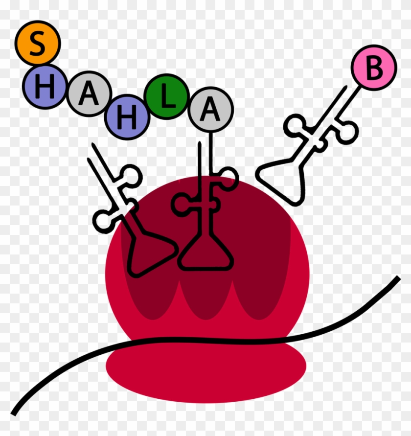 Shah Lab - Shah Lab #1551698