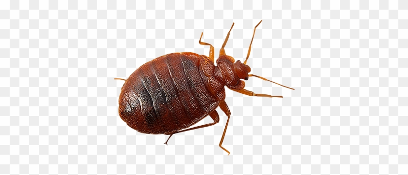Tiny Transparent Bugs - Tiny Transparent Bugs #1554402