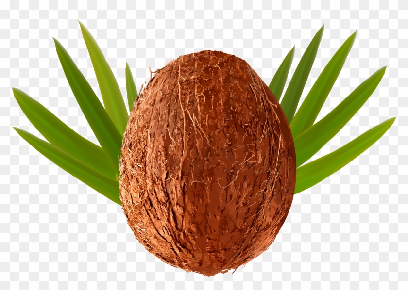 Coconut Transparent Png Clip Art Image - Coconut Transparent Png Clip Art Image #36484