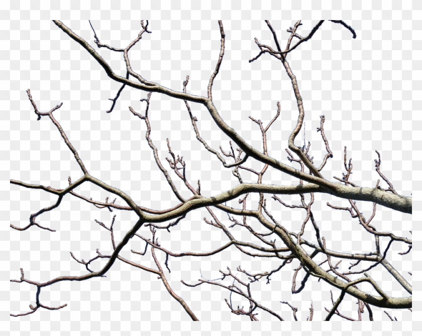 Branches, Tree, Nature, Trees, Wood - Wilderness Within By John Claude Smith #42516