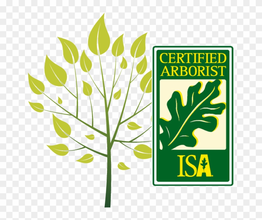 Certified Arborist Isa - Isa Certified Arborist #42645