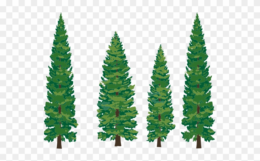 Clipart Info - Pine Tree Clipart Png #43553