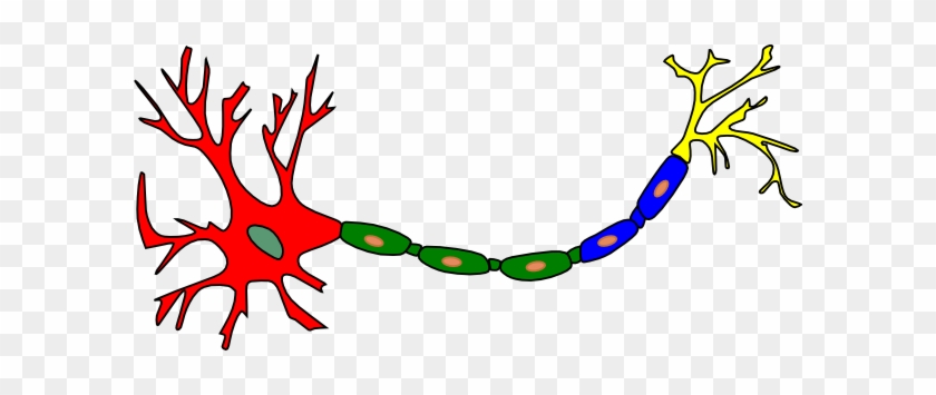 Partes De Una Neurona #241683