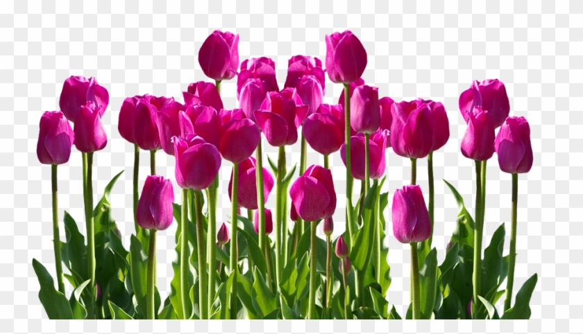 Tulip Flower Free Png Transparent Images Free Download - Cafepress Samsung Galaxy S8 Plus Case #242718