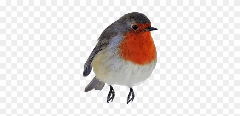 Bird Cliparts Download Free Clip Art - Bird Cliparts Download Free Clip Art #1556286