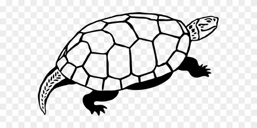 Sea Turtle Reptile Line Art Drawing - Sea Turtle Reptile Line Art Drawing #1556292