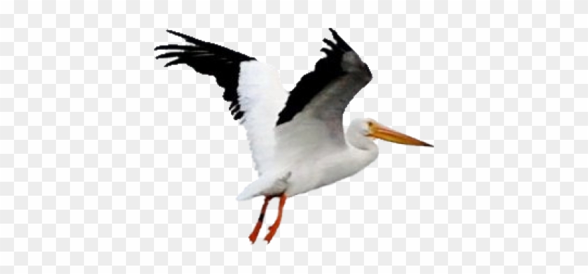Pelican Free Download Png - Pelican Free Download Png #1556350