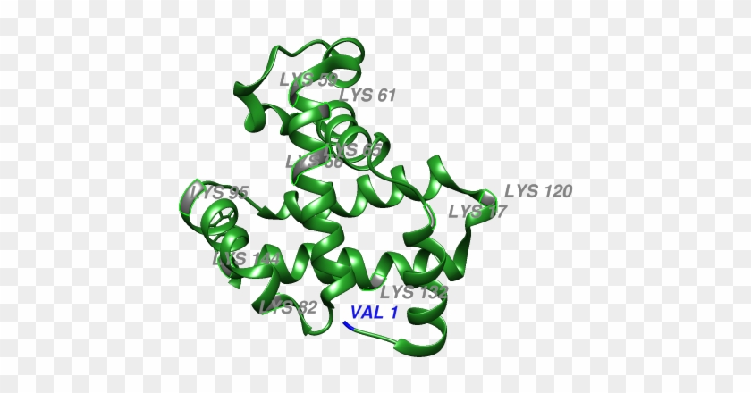 Figure 2 Shows The Glycation Sites Of A Glycated Hemoglobin - Figure 2 Shows The Glycation Sites Of A Glycated Hemoglobin #1558466