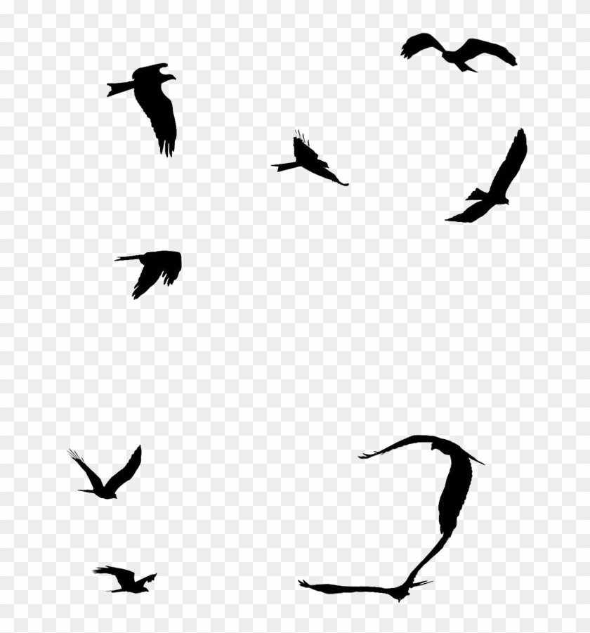 Ocean Birds Png File - Ocean Birds Png File #1562834