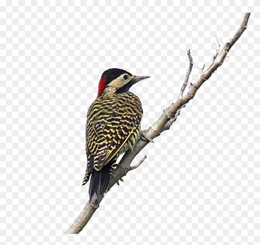 Clip Art Images - Clip Art Images #1563570