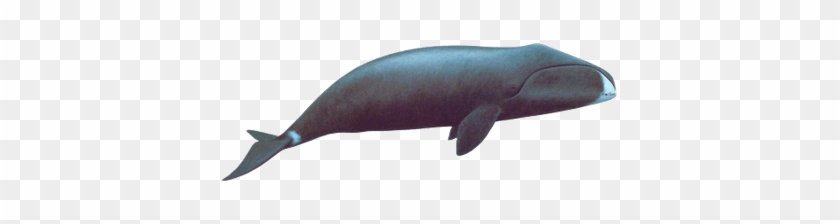 Sea Animals Transparent Png Images Stickpng - Sea Animals Transparent Png Images Stickpng #1564007