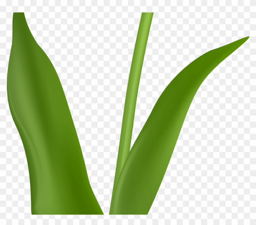 Red Tulip Transparent Png Image Jokingartcom Tulip - Red Tulip Transparent Png Image Jokingartcom Tulip #1567603