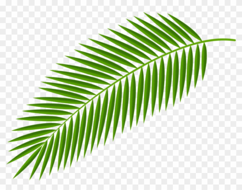 Free Png Download Palm Branch Transparent Clipart Png - Free Png Download Palm Branch Transparent Clipart Png #1569017