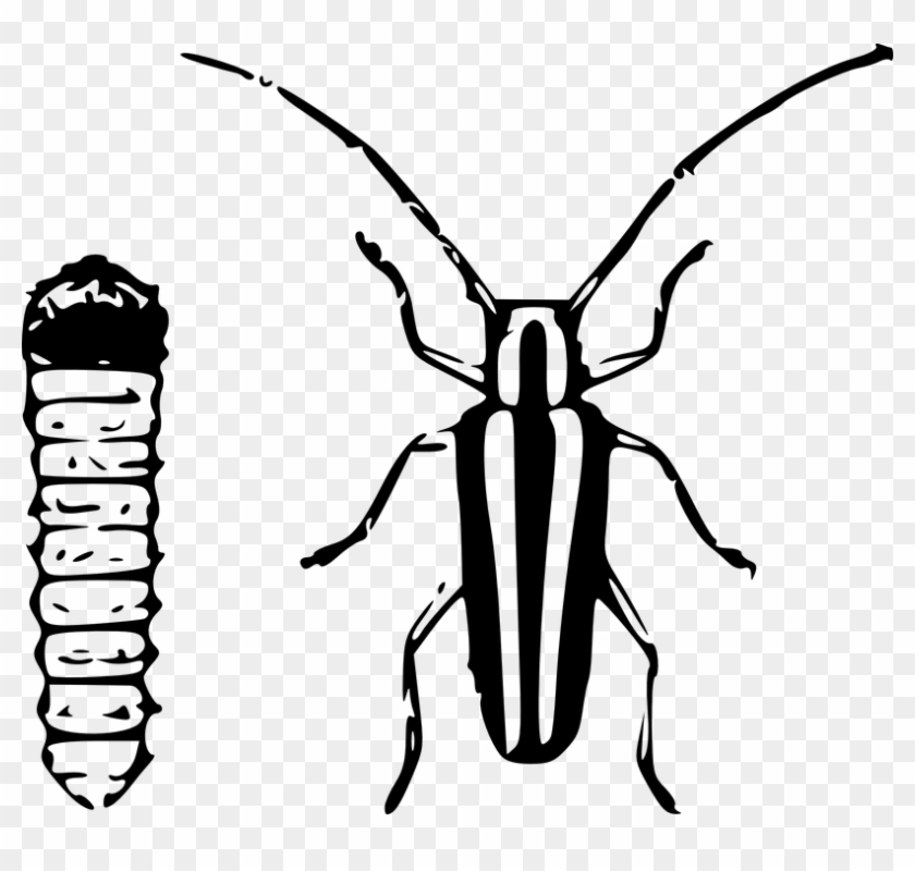 Beetles Clipart Pupa - Beetles Clipart Pupa #1573550