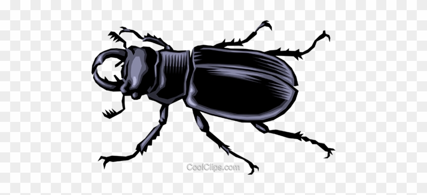 Beetle - Beetle #1573582
