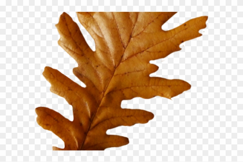 Pretty Clipart Leaves - Pretty Clipart Leaves #1574220