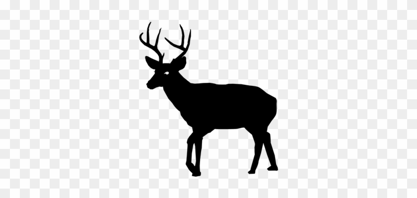 Hunting Mammals - Hunting Mammals #1576567