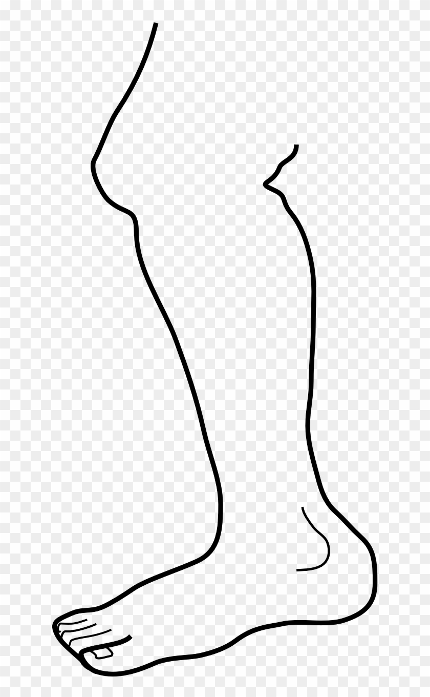 Leg Human Body - Leg Human Body #1577069