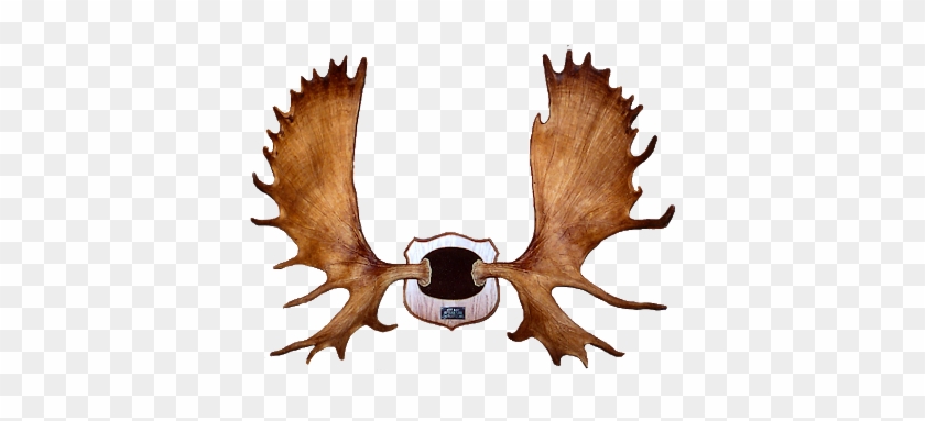 Moose Rack - Exhibit B - Moose Rack - Exhibit B #1579605