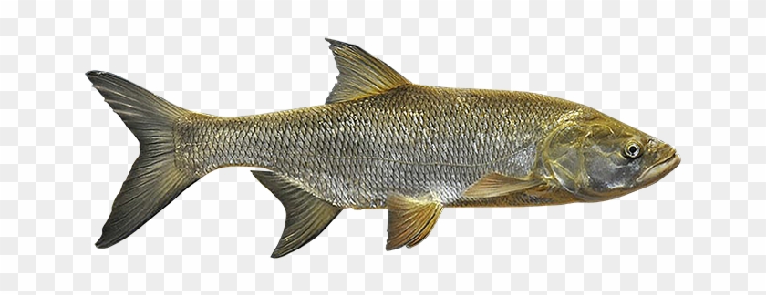 Igfa Species Database Asp - Igfa Species Database Asp #1579864