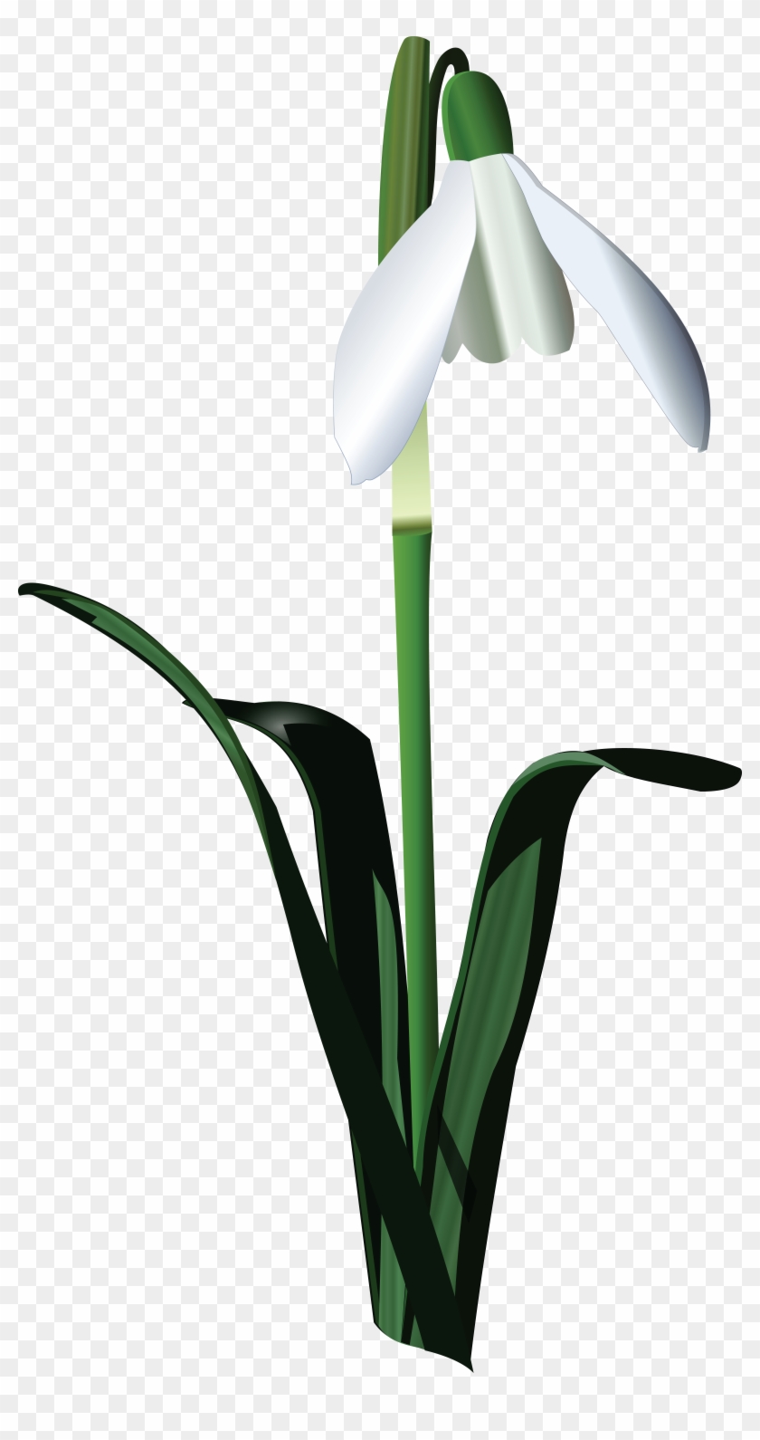Free Clipart Of A Snowbell Flower - Snowbell Clipart #245942