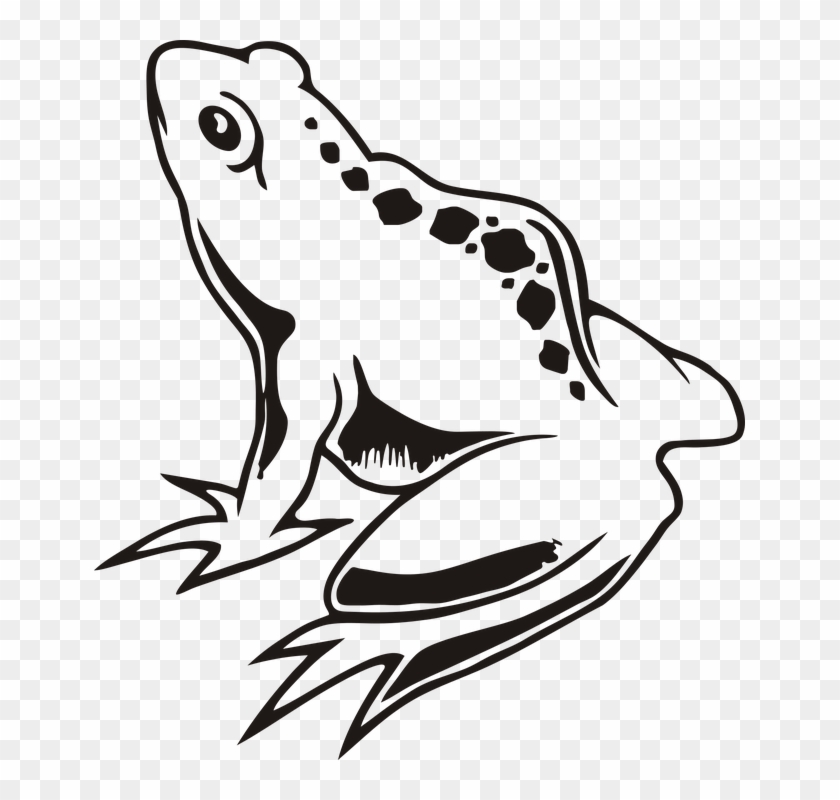 Lilypad Drawing Toad - Lilypad Drawing Toad #1583719