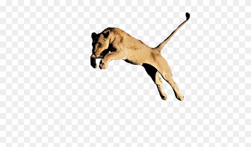 Lion Png Image Hd - Lion Png Image Hd #1584241