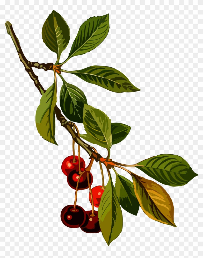 Sour Cherry Tree 2 By @firkin, From A Drawing In 'medizinal-pflanzen', - Sour Cherry Tree 2 By @firkin, From A Drawing In 'medizinal-pflanzen', #1585504