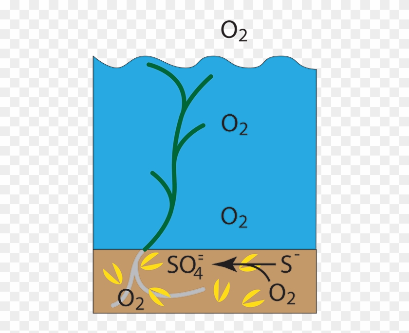Sea Grass And Clams - Sea Grass And Clams #1585846