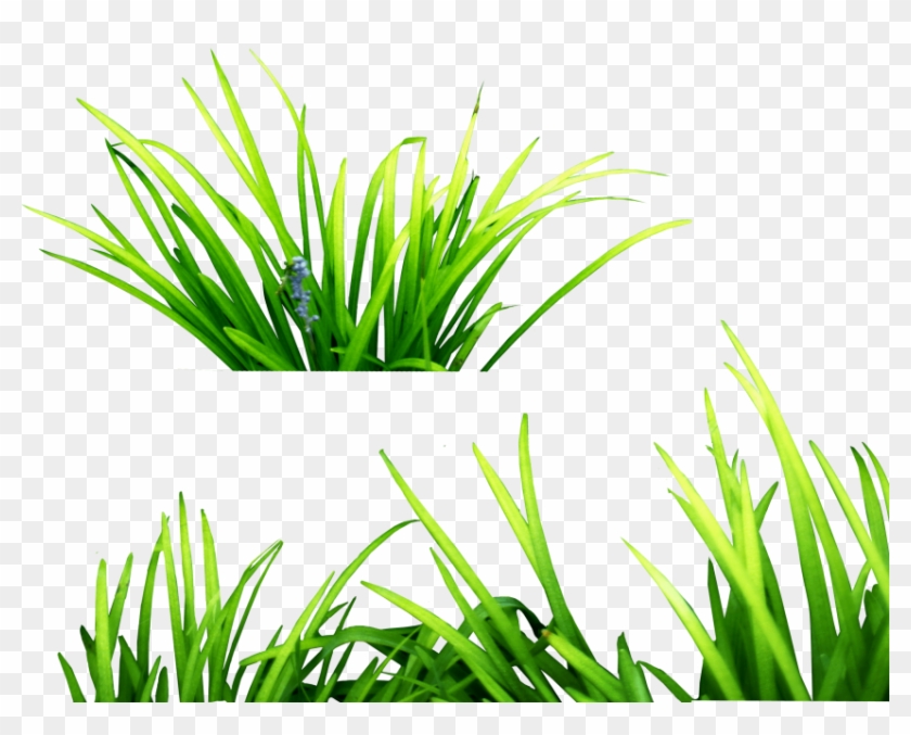 Free Png Download Grass Clipart Png Photo Png Images - Free Png Download Grass Clipart Png Photo Png Images #1585858