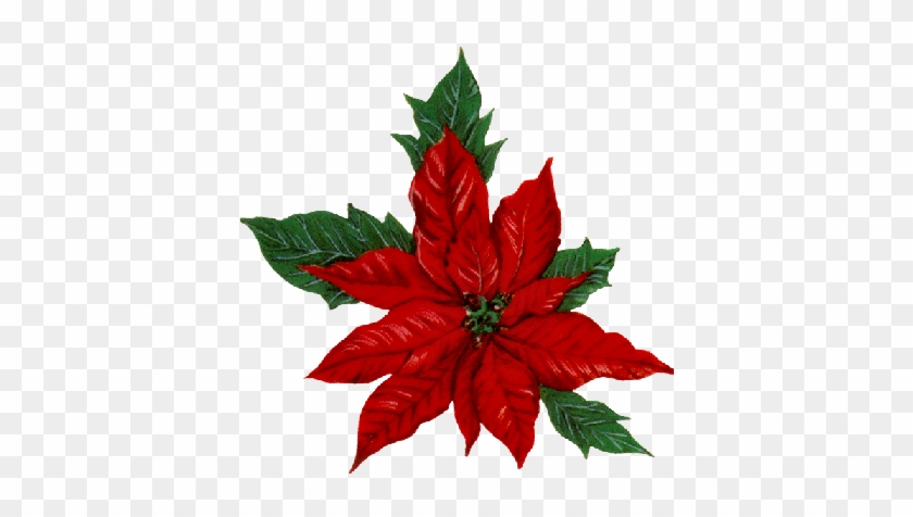 Tube De Noel Christmas Poinsettia, Christmas Home, - Tube De Noel Christmas Poinsettia, Christmas Home, #1586687