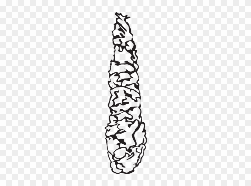 Plant Form - Plant Form #1586822