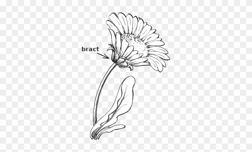 Plant Parts Clipart - Plant Parts Clipart #1587657