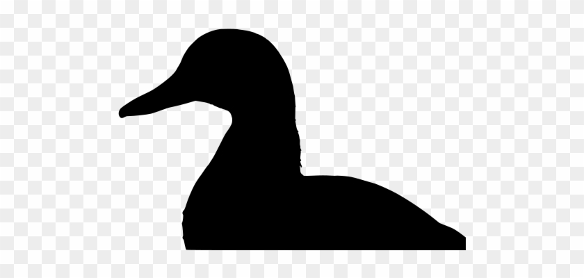 Info - Seaduck #1589736