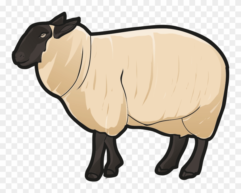 Sheep - Sheep #1590608