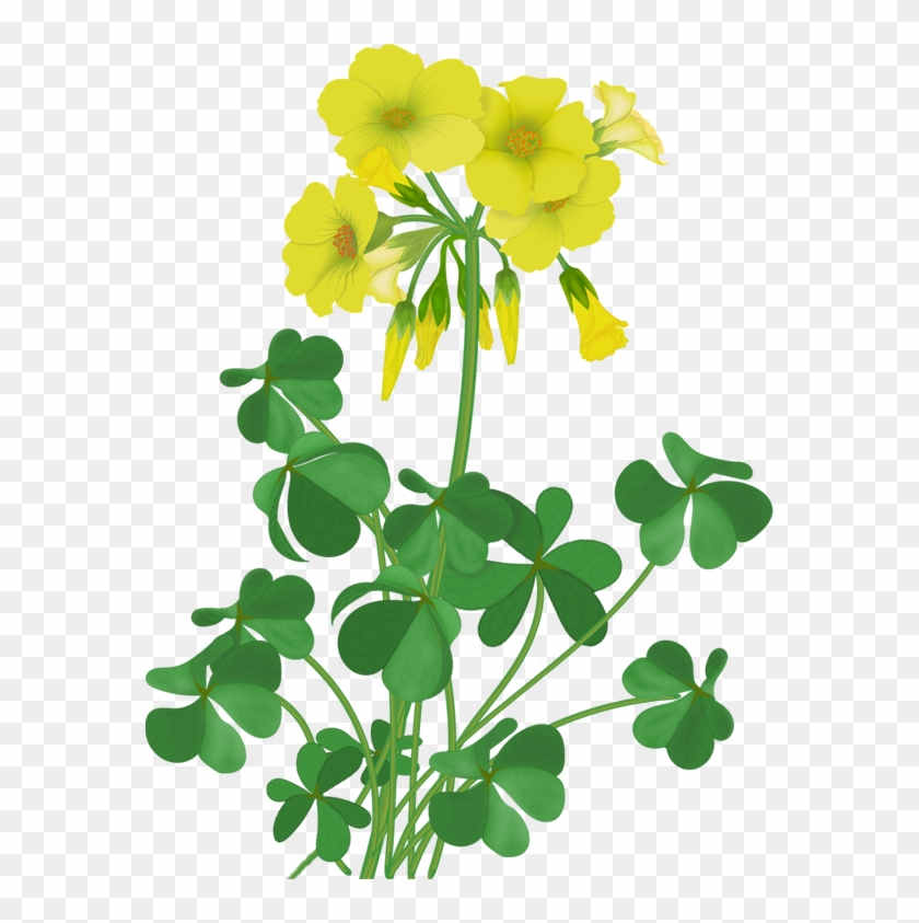 Flowers Wildflowers Pinterest - Large-flowered Evening Primrose #1590757