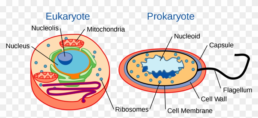 Fact Sheet Rrna In Evolutionary Studies And Environmental - Eukaryote Og Prokaryote Celler #1592283